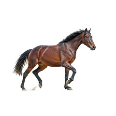 Obraz premium Portrait of a horse galloping, full body, isolated on white background