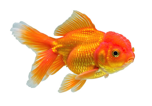 Oranda goldfish isolated on white background close up
