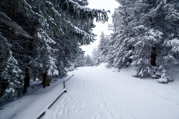 Fototapeta premium Karkonosze National Park in winter, Poland