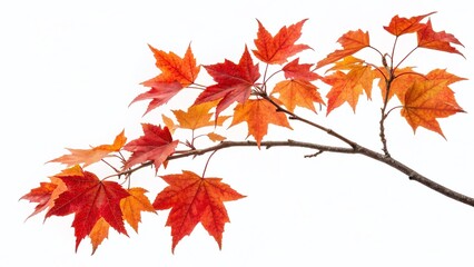 Fototapeta premium Watercolor Autumn Maple Branch Clipart, Isolated Red & Orange Leaves, Fall Foliage, Nature Illustration