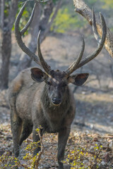 Sambar deer portrait in Ranthambore national park