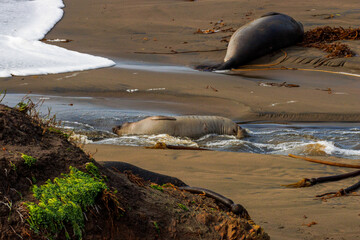 Elephant Seals sunning on the sandy beach amongst the driftwood and seaweed. of Piedras Blancas...