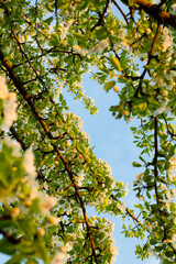 flowers in the garden