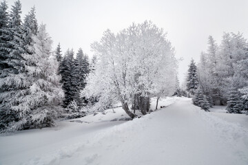 Karkonosze National Park in winter, Poland