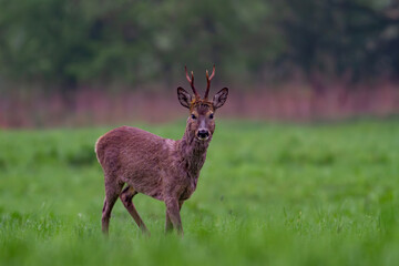 Sarna europejska, Roe deer (Capreolus capreolus)   © Michal Przystas