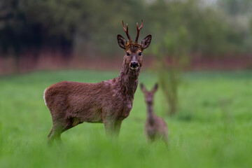 Sarna europejska, Roe deer (Capreolus capreolus)   © Michal Przystas