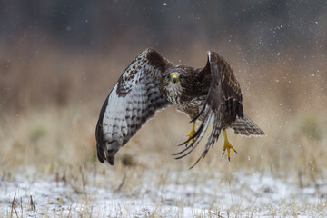 Myszołów zwyczajny, common buzzard, (Buteo buteo)  © Michal Przystas