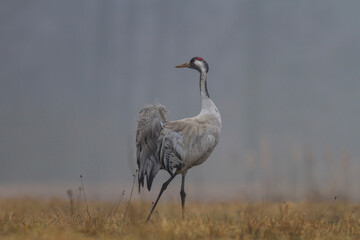 Żuraw, żuraw popielaty, żuraw szary, crane, Grus grus	