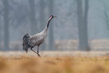 Żuraw, żuraw popielaty, żuraw szary, crane, Grus grus  © Michal Przystas