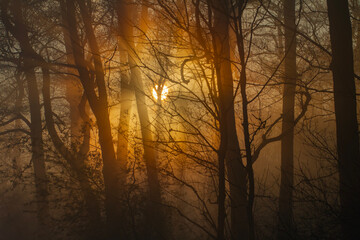 wschód słońca w lesie, promienie słońca przenikają przez mgłę © Michal Przystas