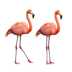 Obraz premium Tropical pink flamingo bird isolated on white background