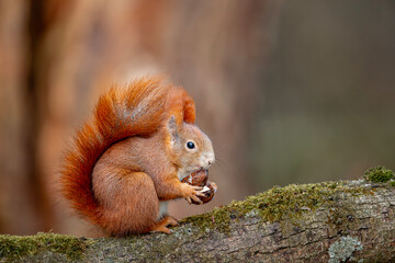 Wiewiórka pospolita, Red squirrel (Sciurus vulgaris)   © Michal Przystas