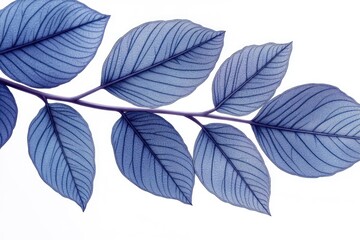 A detailed view of a plant with vibrant blue leaves, suitable for use in nature-inspired designs or scientific illustrations