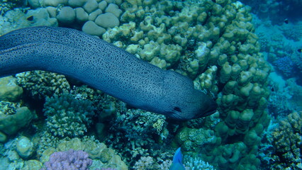Giant moray (Gymnothorax javanicus) undersea, Red Sea, Egypt, Sharm El Sheikh, Montazah Bay