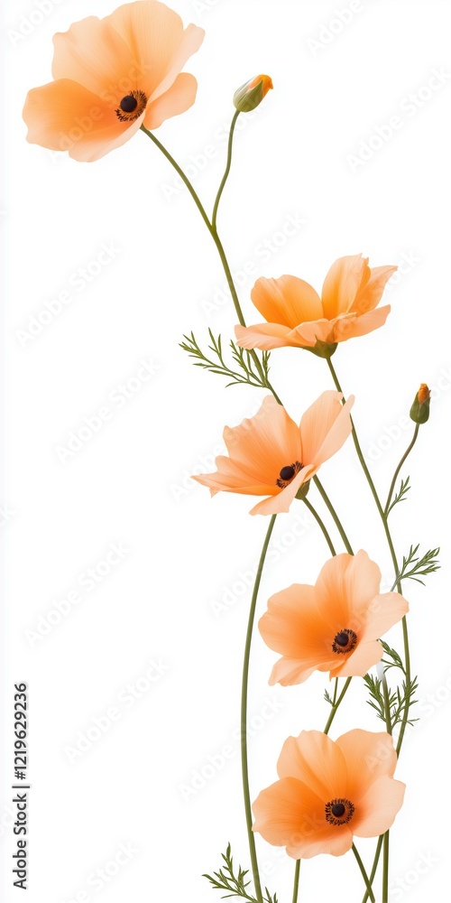 Poster a bouquet of orange flowers with a white background. the flowers are arranged in a way that they are
