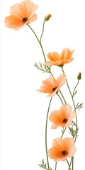 Obraz premium A bouquet of orange flowers with a white background. The flowers are arranged in a way that they are leaning on each other, creating a sense of unity and harmony