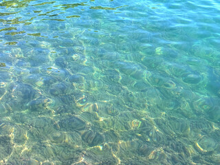 Transparent sea water with algae at the bottom