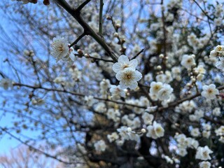 Plum blossom