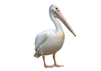 Pelican bird full body standing isolated on white background