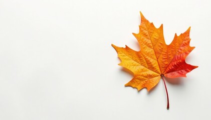 Fototapeta premium Amber hue maple leaf on crisp white background, serene, fall, autumn leaves