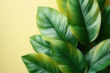 A close-up shot of a plant's green leaves, ideal for use in nature or science related content