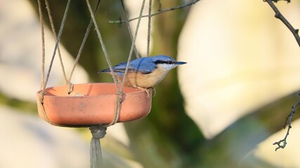 Ptaki l snę © MAVICKAir2