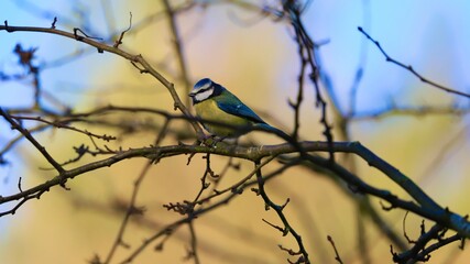 bird on a branch