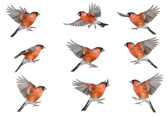 Fototapeta premium Collection set of flying Eurasian Bullfinch birds isolated on white background,