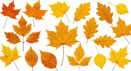 Obraz premium Collection of autumn leaves isolated on a white background,