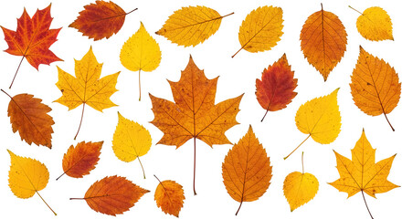 Obraz premium Collection of autumn leaves isolated on a white background,