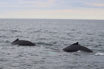 Two whales