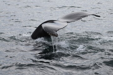 Whale tail