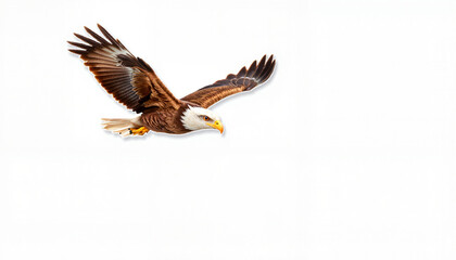 Bald eagle soaring against a white background
