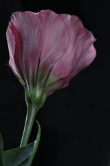 bouquet of beautiful Lisianthus flowers on a gray background, close up view 