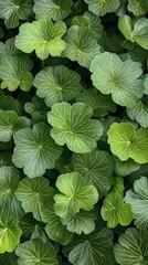 Lush green leaves showing intricate patterns in a vibrant plant colony during daytime