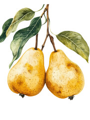 Isolated Two Pears on a Branch Watercolor