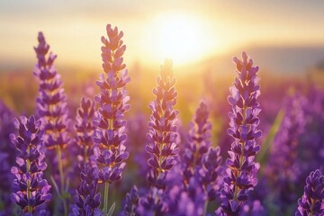 Obraz premium Lavender fields in bloom during a vibrant sunset in Provence, France