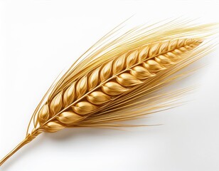 Single Golden Barley Spike on White Background