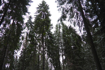 Spruce Picea is a coniferous evergreen tree of the Pine family Pinaceae. Evergreen trees. Common spruce, or Norway spruce Picea abies is widespread in northern Europe. Snowy winter coniferous forest