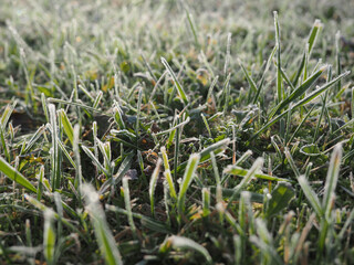 The grass is covered in frost and the image has a cold, wintry mood. The frost on the grass gives the image a serene and peaceful atmosphere
