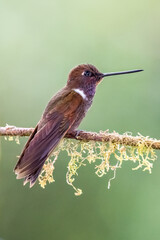 Brown Inca hummingbird perching on the tree branch