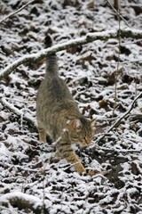 A striped wildcat is walking cautiously across a snowy forest floor covered with scattered leaves and twigs.