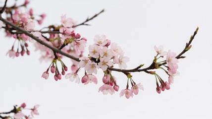 Delicate pink cherry blossoms gracefully bloom on a branch against a soft white background.