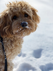 A dog’s face partially dusted with fluffy white snow, giving it a playful and adorable look. The soft snow contrasts beautifully with the dog’s warm fur, capturing the essence of a winter wonderland.
