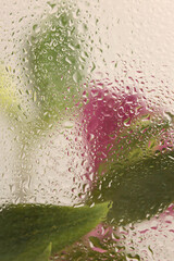 Soft focus  pink flower, green leaf bouquet through glass with wet water drops. Abstract nature...