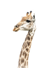 Giraffe portrait on white