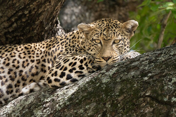 leopard resting head on the tree