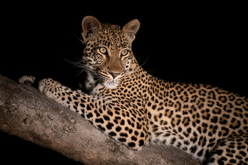 Alert leopard sits in tree in the dark