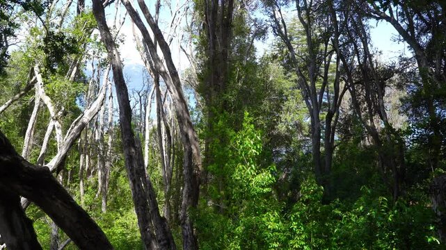 Myrtle tree forest in Los Arrayanes National Park, Argentina