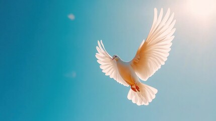 Obraz premium Soaring white dove in a clear blue sky nature photography bright environment uplifting concept